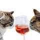 Illustration for article titled Wine For Cats: It Exists